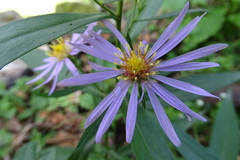 Symphyotrichinae