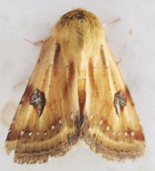 Heliothis scutuligera