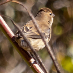 Passerina cyanea