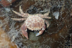 Glebocarcinus oregonensis