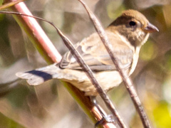 Passerina cyanea