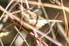 Passerina cyanea