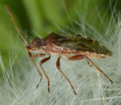 Stictopleurus punctiventris