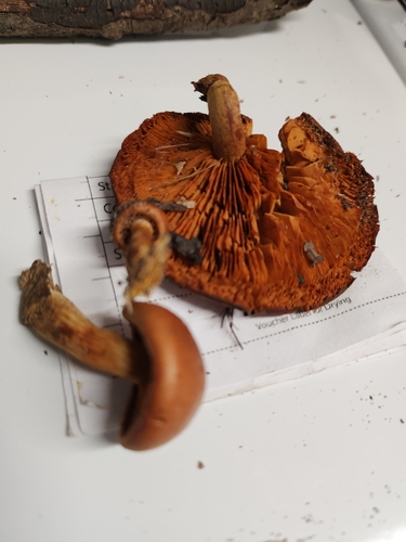 Gymnopilus subdryophilus