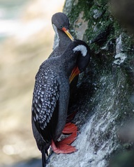 Poikilocarbo gaimardi