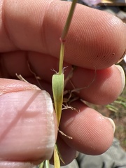 Eragrostis