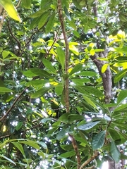 Cyanoramphus cookii