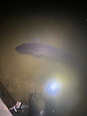 Anguilla dieffenbachii