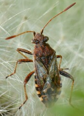 Stictopleurus punctiventris