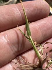 Eragrostis