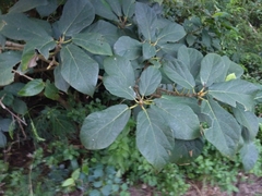 Ficus erecta beecheyana