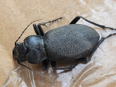 Carabus brandti