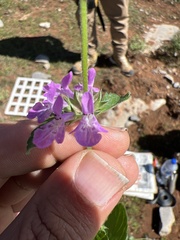 Stachys drummondii