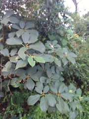 Ficus erecta beecheyana