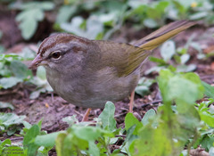 Arremonops rufivirgatus