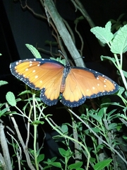 Danaus