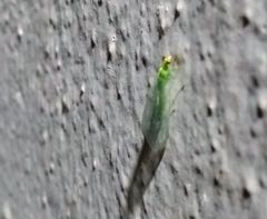 Chrysopidae