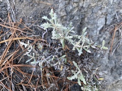 Eriophyllum staechadifolium
