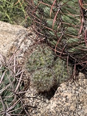 Mammillaria grahamii