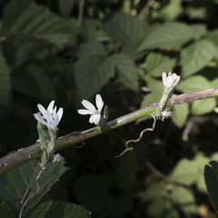 Stephanomeria virgata