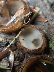 Humaria hemisphaerica