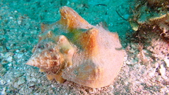 Strombidae