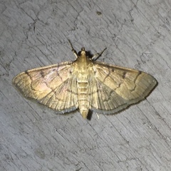 Herpetogramma theseusalis