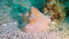 Strombidae