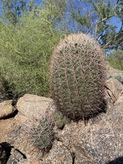 Mammillaria grahamii