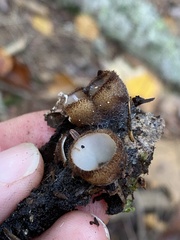 Humaria hemisphaerica