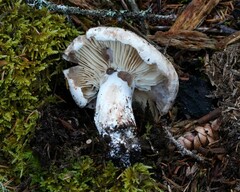 Russula dissimulans