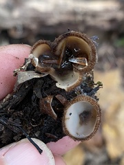 Humaria hemisphaerica