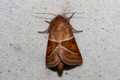 Lemmeria digitalis