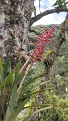 Aechmea distichantha