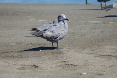 Leucophaeus modestus