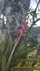 Aechmea distichantha