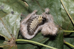 Lophocampa caryae