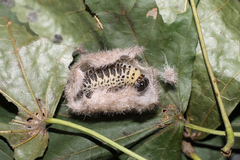 Lophocampa caryae
