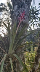 Aechmea distichantha