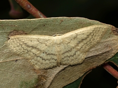 Scopula perlata