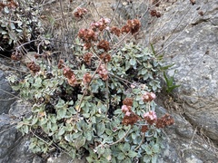 Eriogonum latifolium
