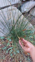 Juncus acutus leopoldii