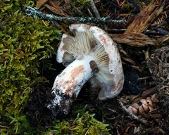 Russula dissimulans