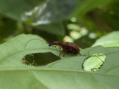 Paratrachelophorus nodicornis