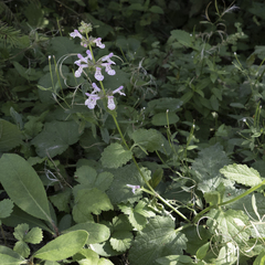 Stachys bullata