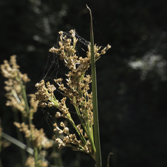 Juncus pallidus