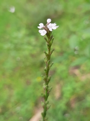 Verbena carolina