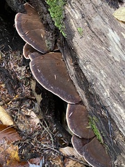 Ischnoderma benzoinum