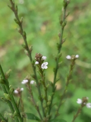 Verbena carolina