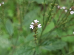 Verbena carolina
